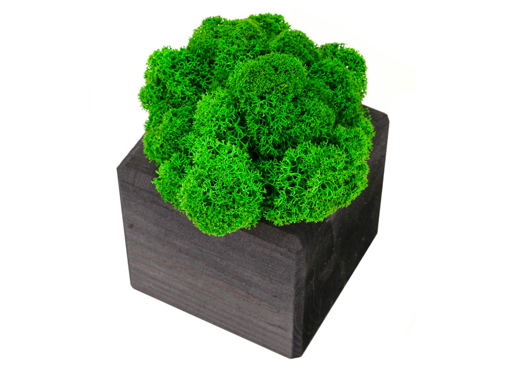 Композиция Мох в интерьере эбен, зеленый