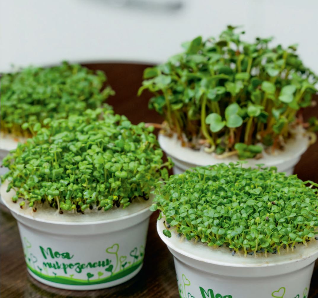 Набор для выращивания микрозелени: РЕДИС